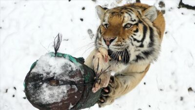 Bursa’dan belgeselleri aratmayan görüntüler