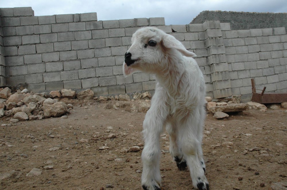 6 ayaklı kuzu! Görenler şaşırıyor 6 ayaklı kuzu! Görenler şaşırıyor