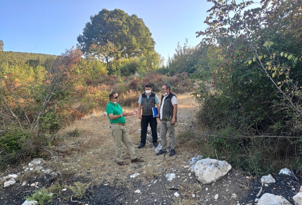 Üreticiye defne desteği