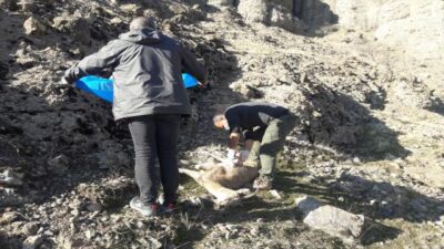 Nesli tehlike altındaki 8 yaban keçisi telef oldu