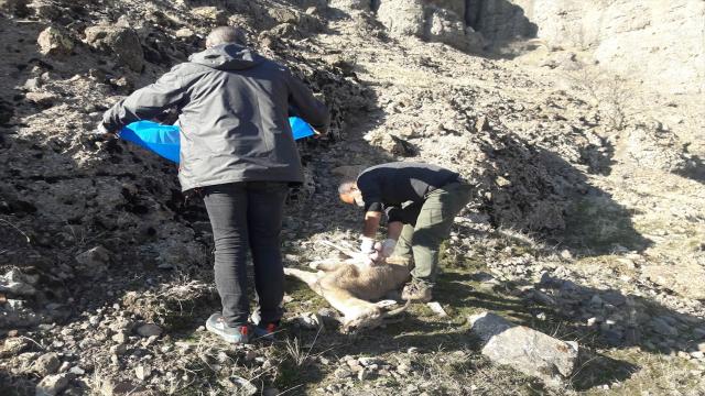 Nesli tehlike altındaki 8 yaban keçisi telef oldu