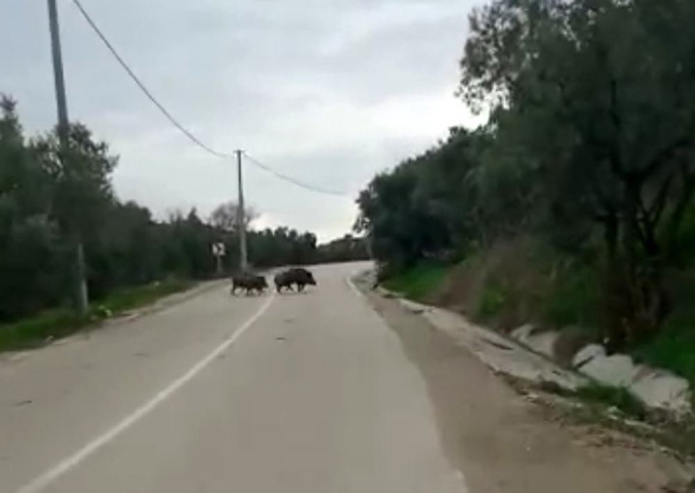 Bursa’da aracıyla ilerlerken aniden karşısına çıktı