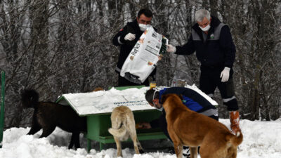 Can dostlar için kış öğünü