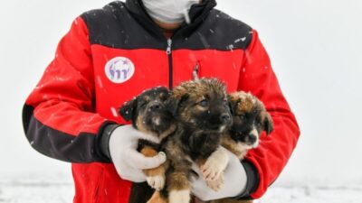 Bursa’da 11 yavru köpek donmaktan son anda kurtarıldı