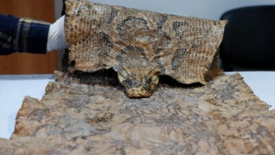 Ortaçağ’a ait işlemeli piton derisi ele geçirildi