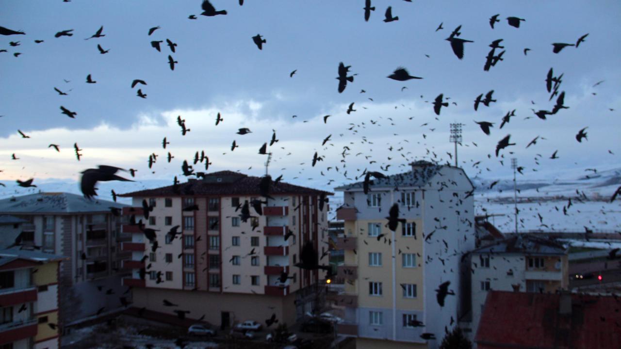 ‘Kuşlar’ filmi gerçek oldu! Tüm şehri sardılar
