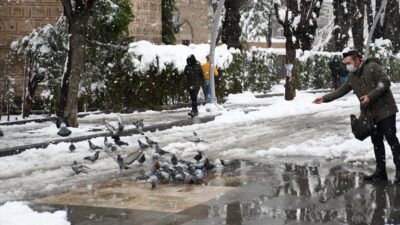 İnegöl Belediyesi sokak hayvanlarını yalnız bırakmıyor