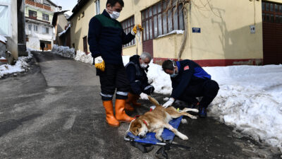 Tümörlü köpek sağlığına kavuştu