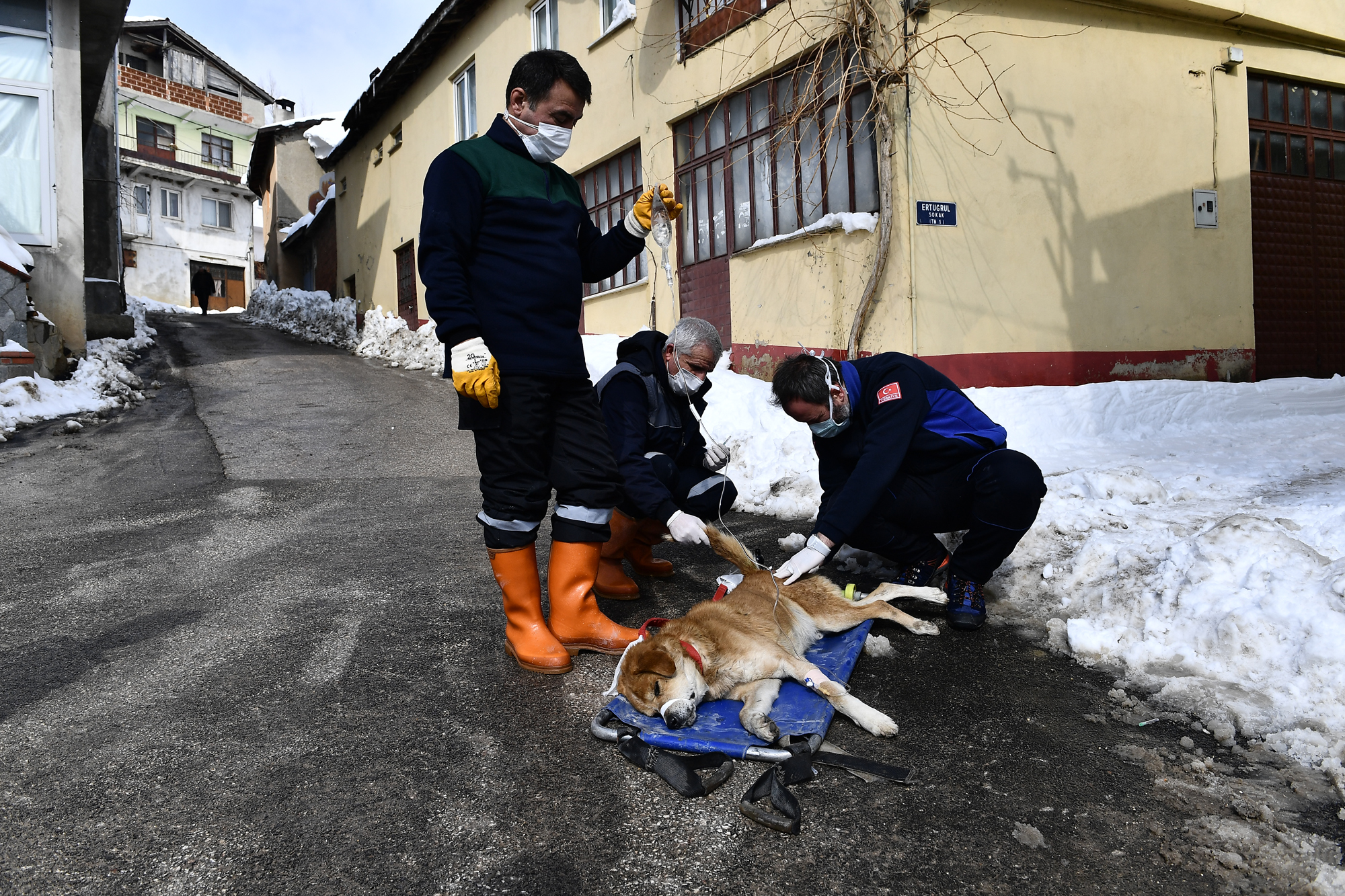 Tümörlü köpek sağlığına kavuştu