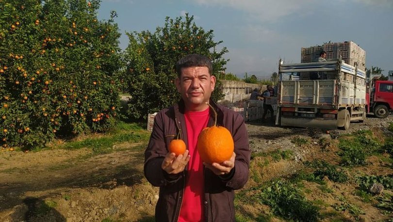 Gören şaştı kaldı! Dev portakal…