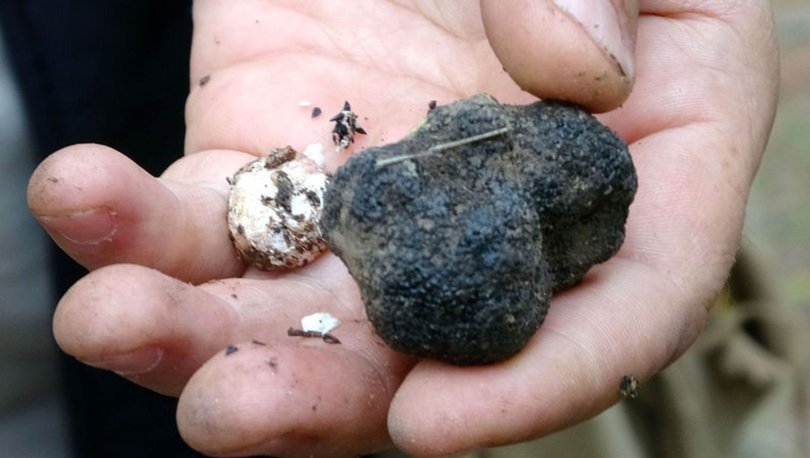 Yağmurdan sonra toplanıyor! Kilosu 40 lira…