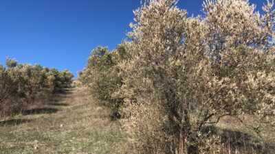 Bursa’da zeytin şoku!