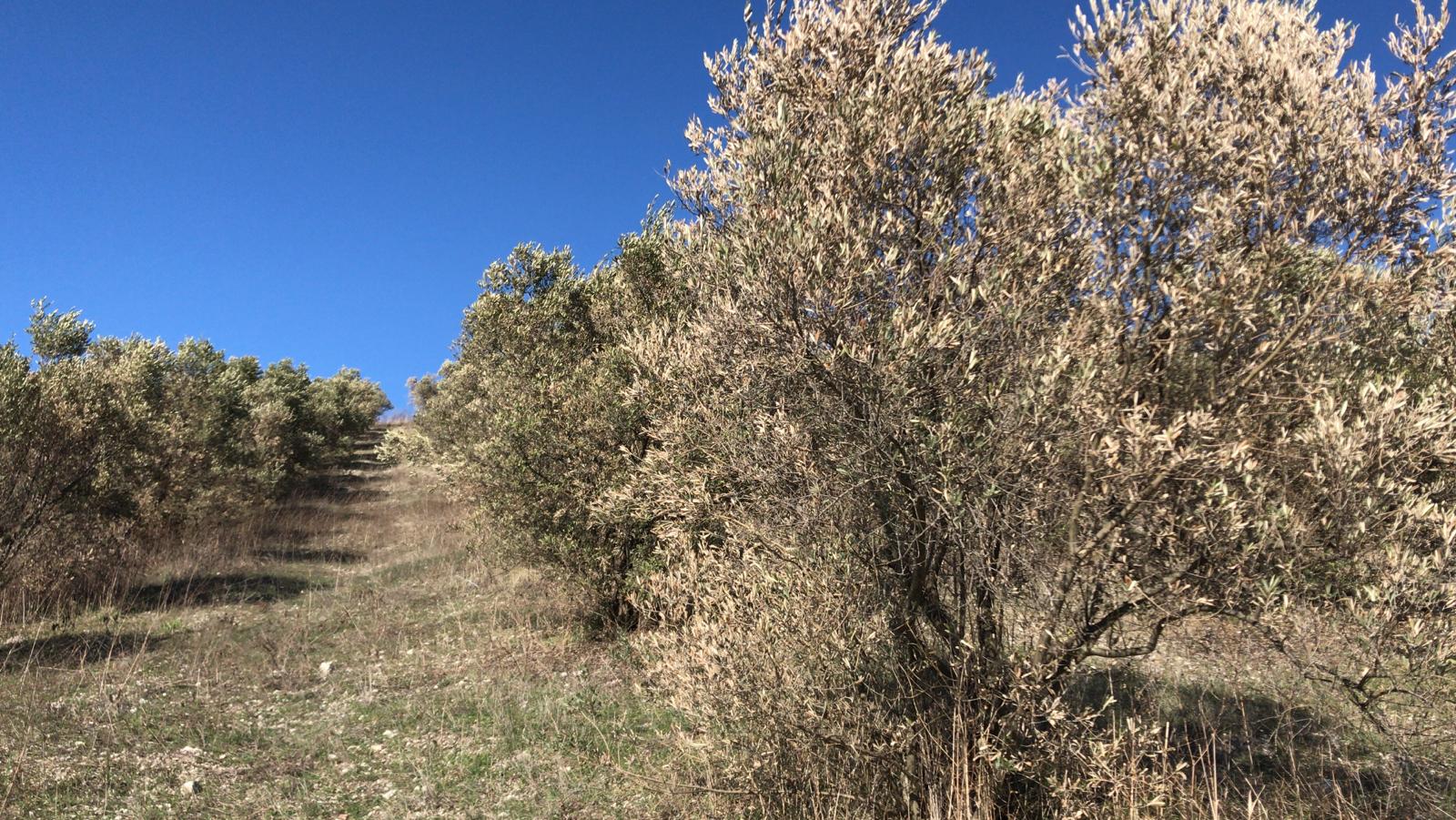 Bursa’da zeytin şoku!