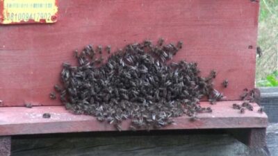 Karaciğer ve meme kanseri hücrelerini öldürdüğü ortaya çıktı!