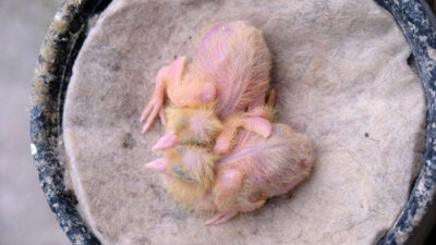 Ünü yurt dışına yayıldı! Araba fiyatına satılıyor…