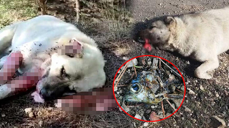 Zehirli balık kafaları 8 çoban köpeğini telef etti!