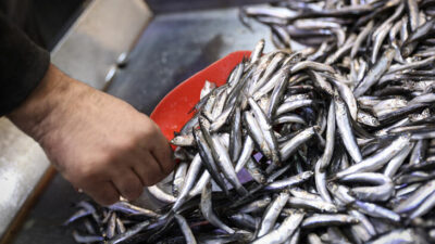 Kar sonrası hamsi fiyatları fırladı