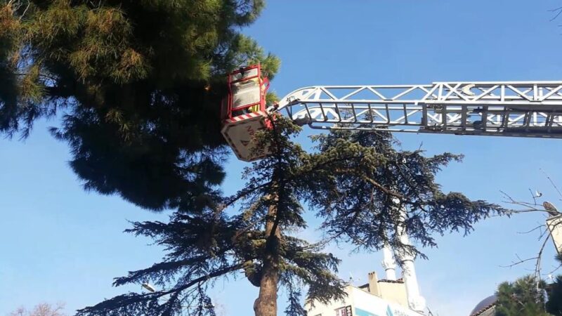 Bursa’da muhabbet kuşları için itfaiye seferber oldu Bursa’nın Orhangazi ilçesinde kafesinden kaçan muhabbet kuşları itfaiyenin yaptığı operasyon