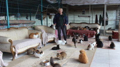 Bursa’da yok böyle bir ev! Tam 250 kedi yaşıyor
