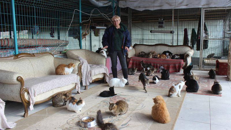 Bursa’da yok böyle bir ev! Tam 250 kedi yaşıyor