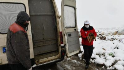 11 yavru köpek donmaktan son anda kurtarıldı