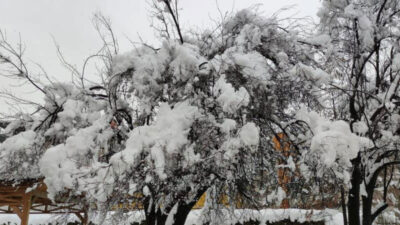 Bursa’da erken çiçek açan meyve ağaçları kar altında kaldı