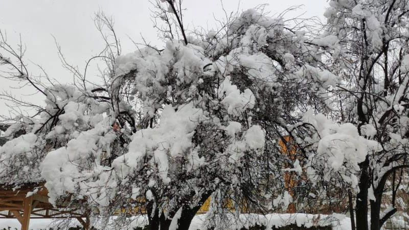Bursa’da erken çiçek açan meyve ağaçları kar altında kaldı