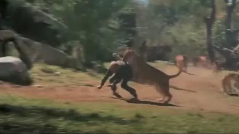 Film gerçeğe dönüştü! Başrol oyuncusuna saldırdı Noel Marshall’ın Ted Cassidy ile birlikte yazıp yönettiği Roar filmi