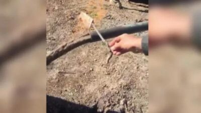 Şaşkına çeviren görüntü! Yetkililerden yardım istediler