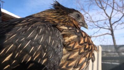 Görenleri şaşırtıyor: Piyasa fiyatı 17 bin TL