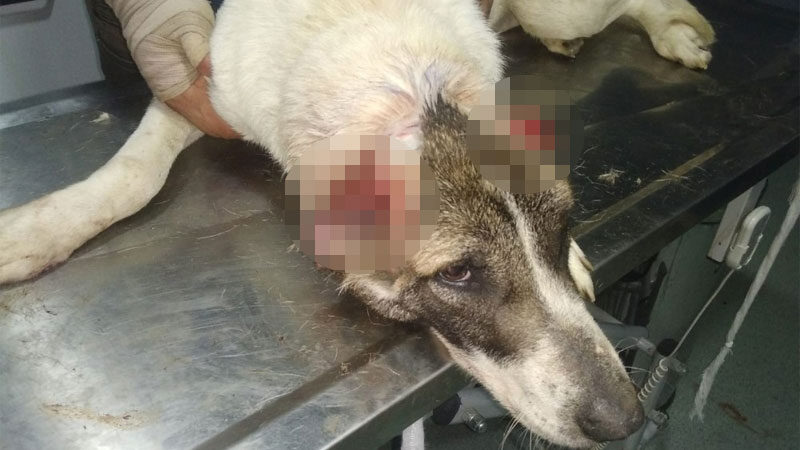 Bursa’nın İznik ilçesinde kulakları kesilen köpek, tedavi altına alındı.