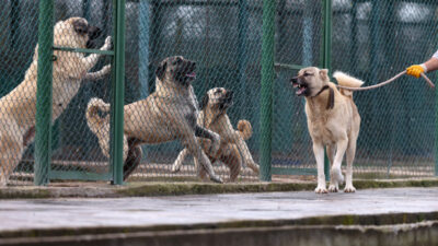 Bursa’da yetiştiriliyorlar! Aylar öncesinden sıraya giriyorlar
