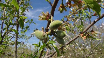 Baharın ilk meyvesi tarlada 100 lira