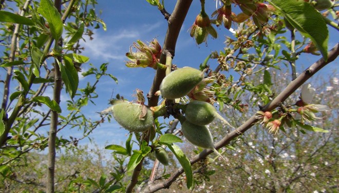 Baharın ilk meyvesi tarlada 100 lira