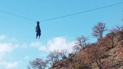 Şaşırtan görüntü! Keçi havada asılı kaldı