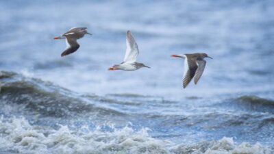 Bursa’da kar fırtınasında kalan kuş türleri fotoğraflandı
