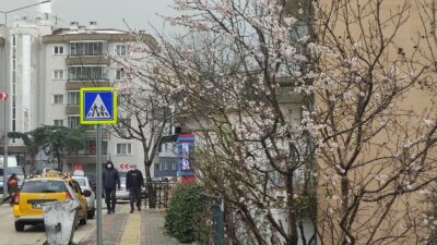 Bursa’da ağaçlar yalancı bahara aldanıp çiçek açtı