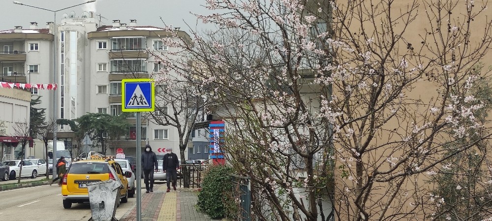 Bursa’da ağaçlar yalancı bahara aldanıp çiçek açtı
