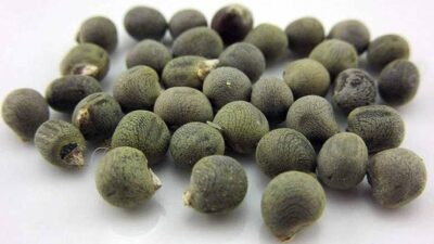 Hafızayı güçlendiriyor… Zayıflatıyor… Şifası içinde saklı…