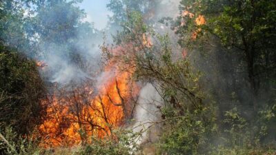 İstanbul’da orman yangını
