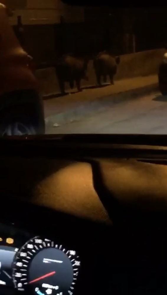 Bursa’da aç kalan domuzlar sokağa indi