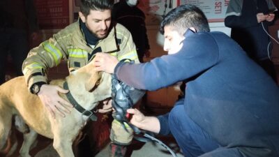Bursa’da dumandan zehirlenen köpek, kalp masajıyla hayata döndürüldü
