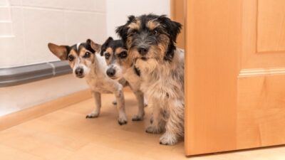 Evlerde köpek sayısına sınır