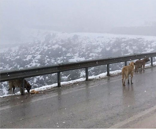 Gürsu’daki bu görüntüler içinizi sızlatacak!