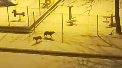 Yer: Bursa… İlçe merkezine kadar indi! Görür görmez telefona sarıldı