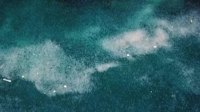 Denizanası istilası: Kıyı şeridi beyaza büründü Denizanası istilası: Kıyı şeridi beyaza büründü