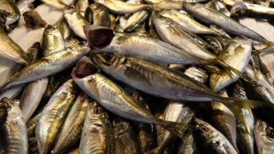 Karadeniz’de istavrit bolluğu