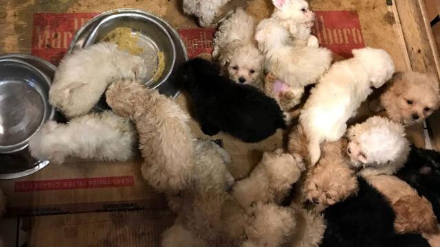 Tıka basa istiflenen 23 yavru köpek ele geçirildi