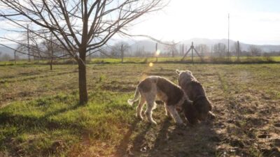 Gizemli mantarı yalnızca eğitimli köpekler buluyor