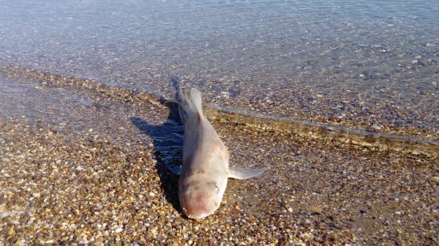 Sahilde ölü köpek balığı bulundu